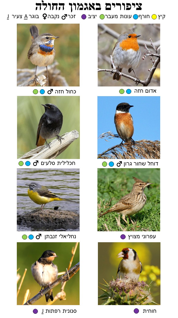 Bird Guide Page 10
