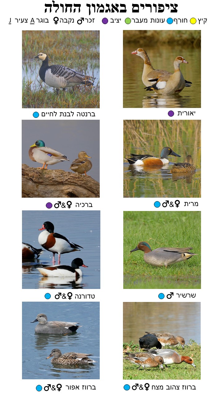 Bird Guide Page 3