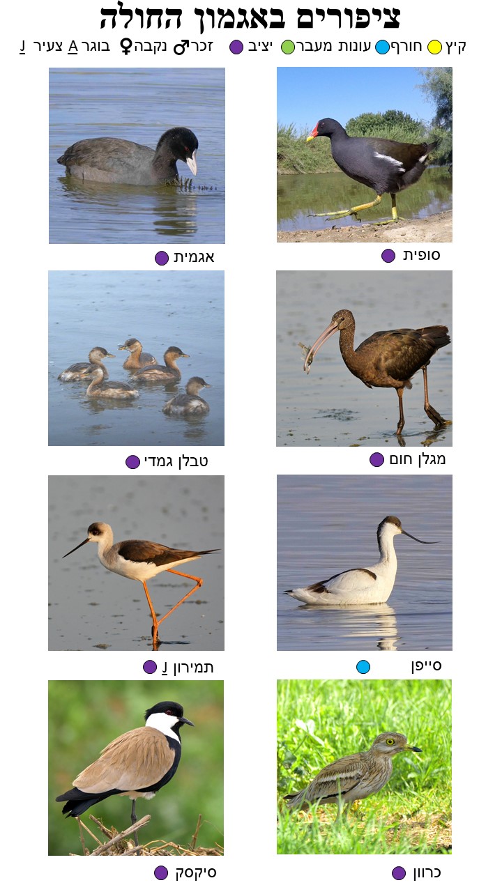 Bird Guide Page 4