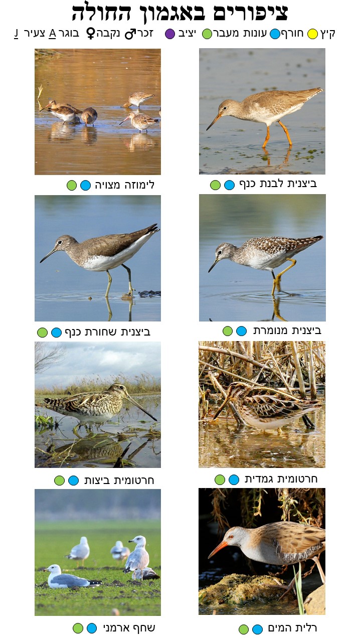 Bird Guide Page 5