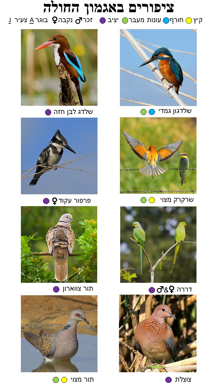 Bird Guide Page 6