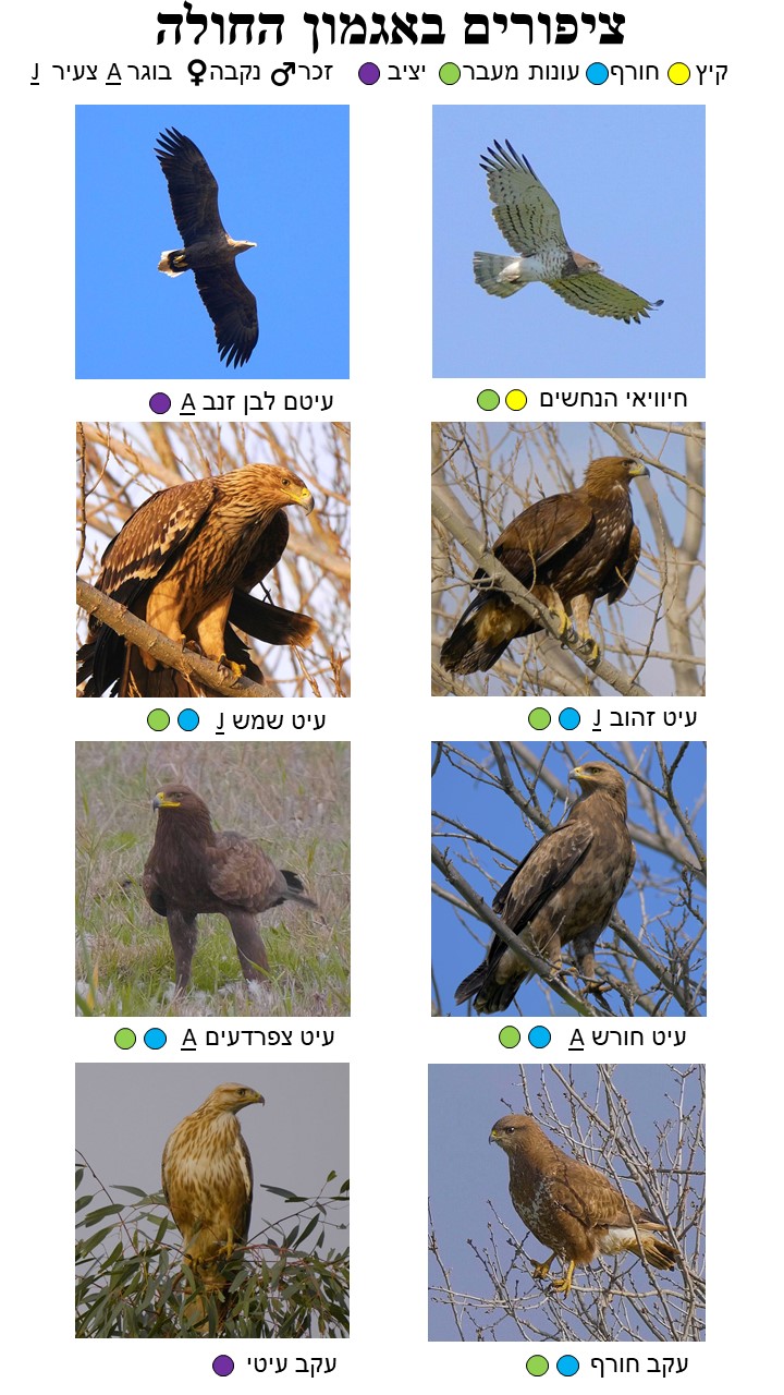 Bird Guide Page 7