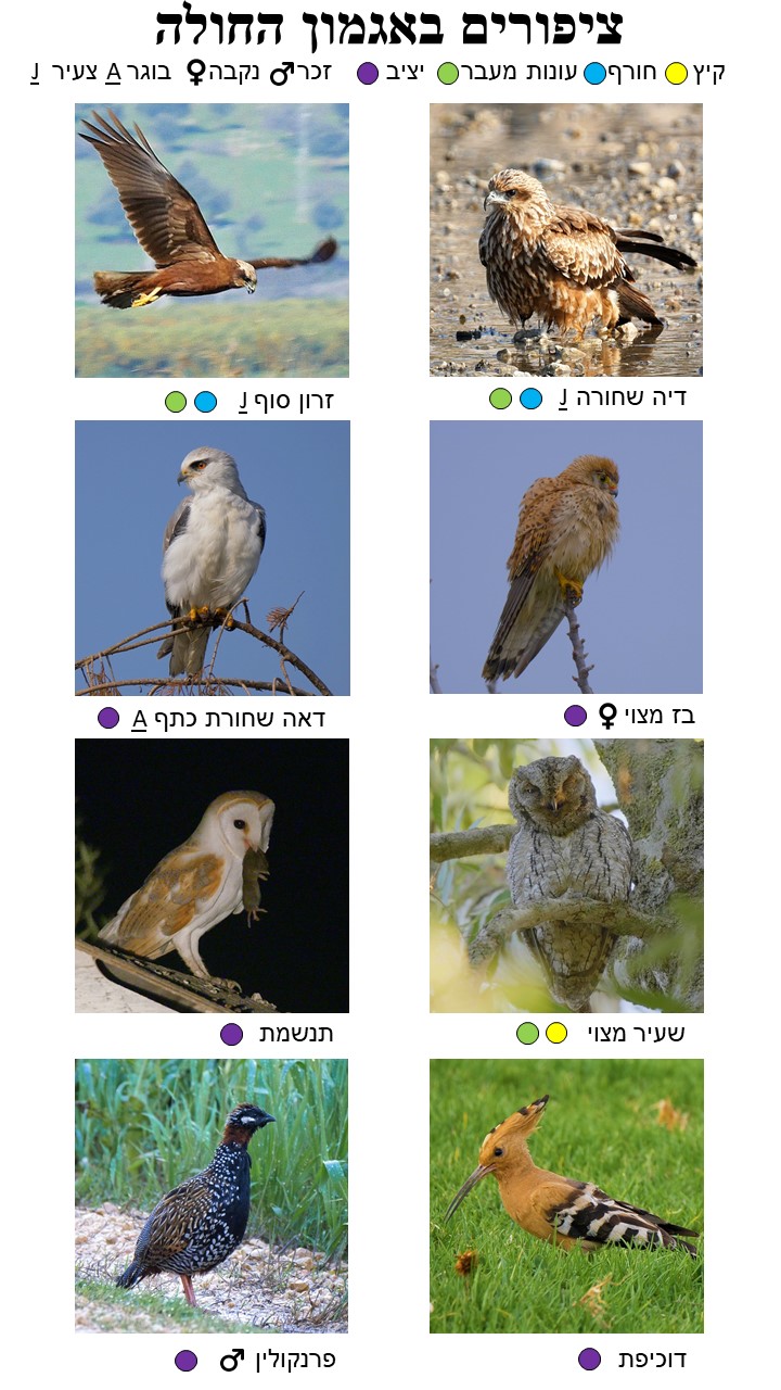 Bird Guide Page 8