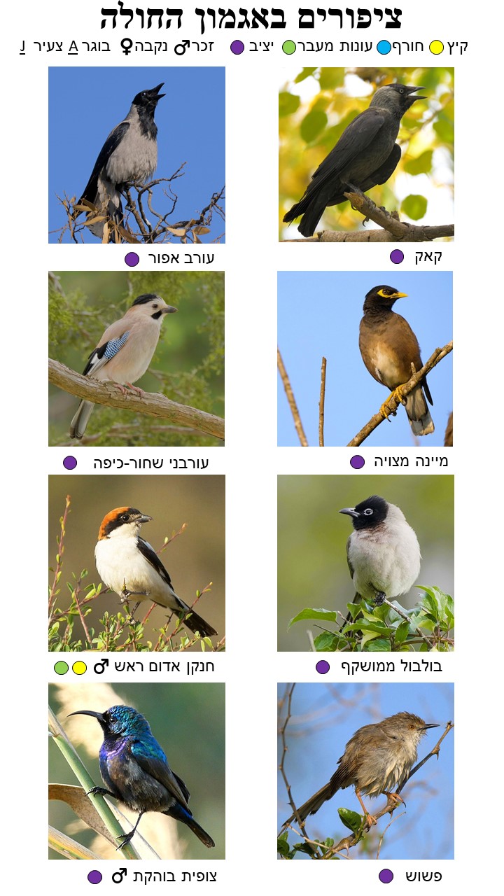 Bird Guide Page 9